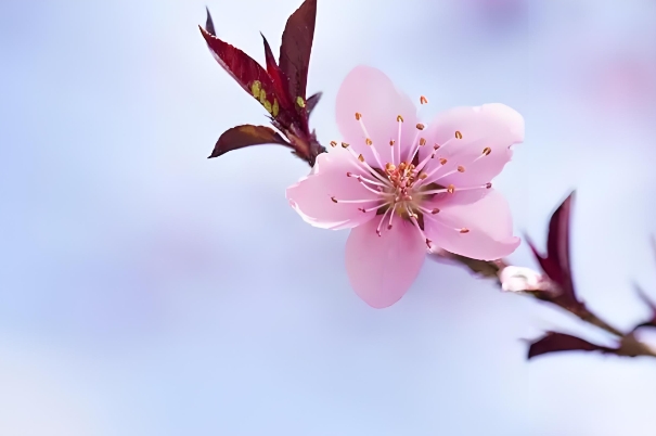 {随机变量I1}图片